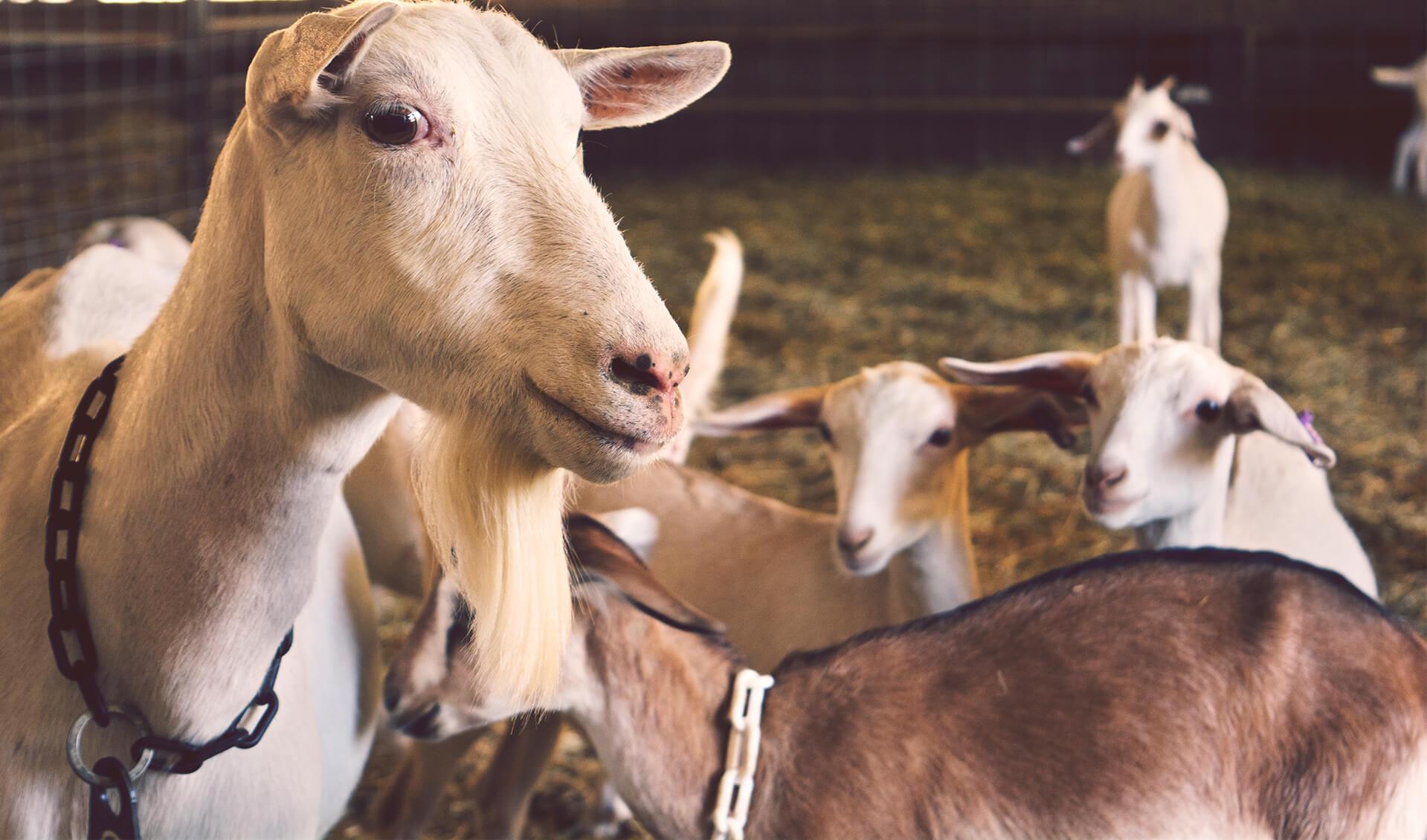 From our farm to your table 
